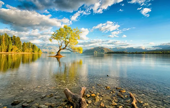 Картинка небо, облака, озеро, дерево, Новая Зеландия, остров Южный, Уанака