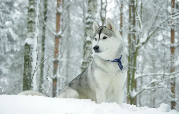 Картинка зима, собака, хаск