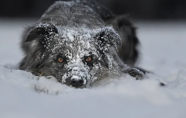 Картинка зима, взгляд, морда, снег, собака