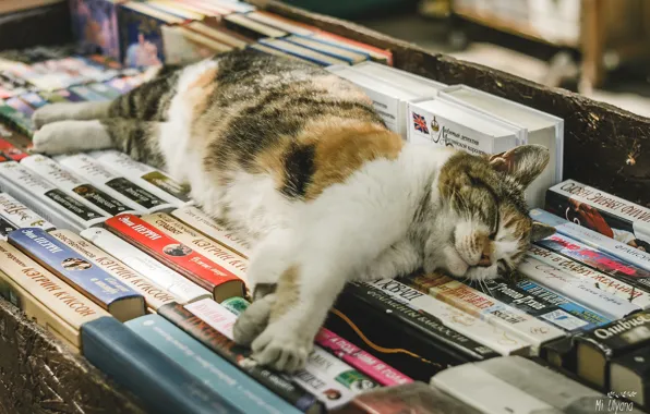 Кошка, книги, спит, Ульяна Мизинова