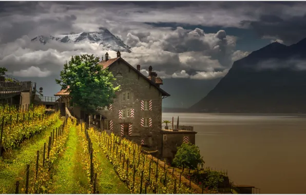 Горы, озеро, дом, Швейцария, виноградник