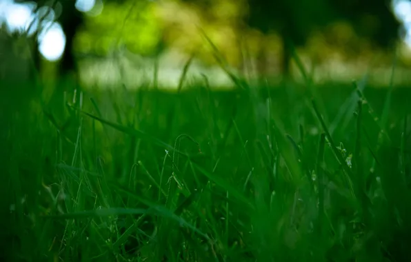 Картинка зелень, трава, поляна