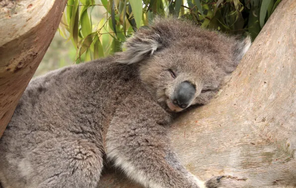 Картинка листья, дерево, бамбук, медведь, спит, коала
