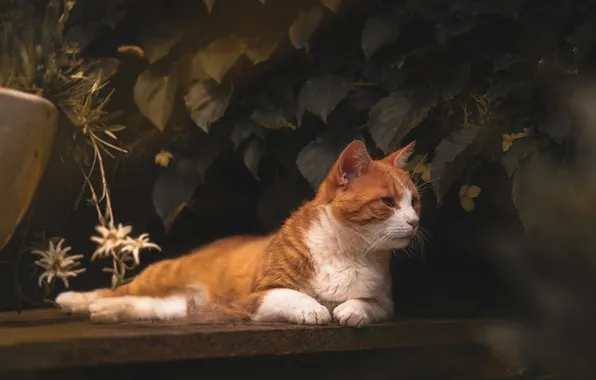 Кошка, кот, взгляд, цветы, скамейка, поза, темный фон, листва