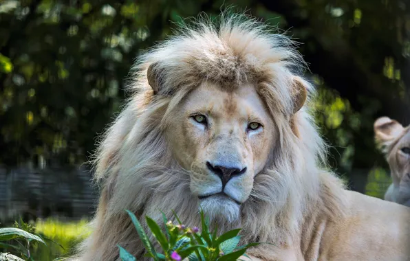 Картинка белый, взгляд, морда, портрет, лев