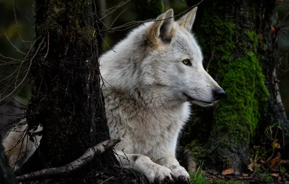 Картинка nature, predator, animal, wolf, wildlife, portrait, portrait., Canis lupus. face