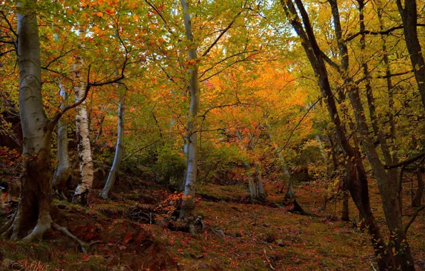 Картинка Осень, Деревья, Лес, Fall, Autumn, Forest, Trees