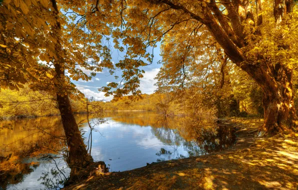 Картинка осень, лес, листья, деревья, берег, желтые, речка