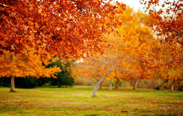 Картинка осень, листья, макро, деревья, природа, дерево, листва, листок