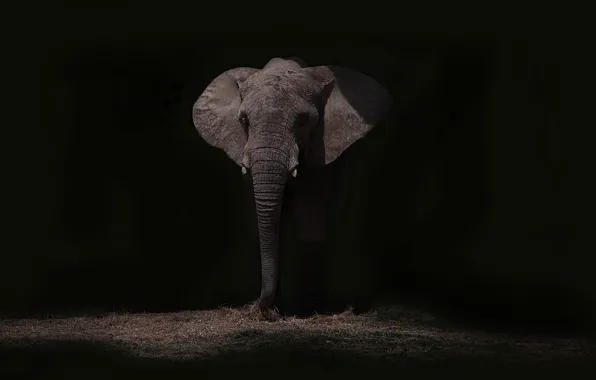 Ночь, природа, слон