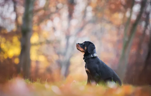 Осень, листья, парк, листва, собака, щенок, профиль, сидит