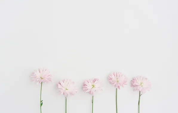 Цветы, лепестки, pink, decoration, flover, petalas