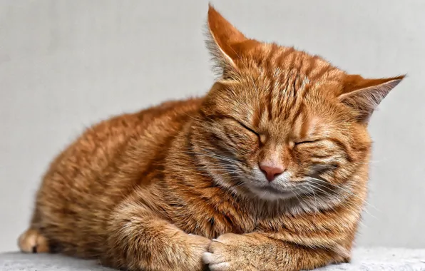 Картинка кошка, спит, рыжая