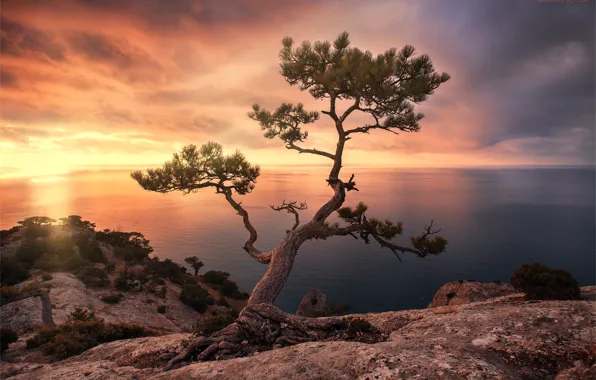Картинка море, пейзаж, закат, скала, дерево