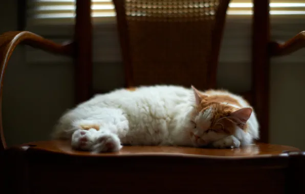 В кресле, дремлет, пятнистая кошка