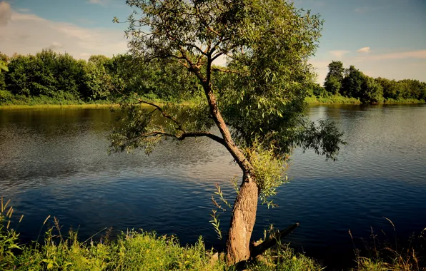 Небо, река, дерево над водой