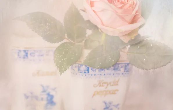 Картинка листья, розы, горшок