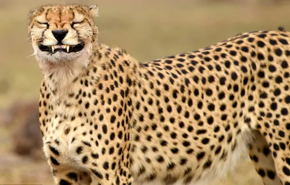 Картинка animal, fast, cheetah, big cat, smiling cheetah