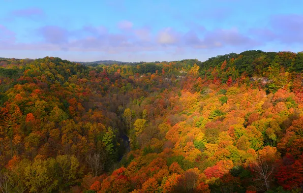 Картинка осень, лес, небо, деревья, холмы