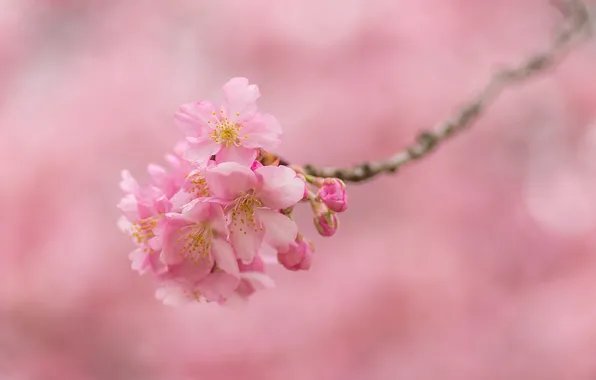 Картинка розовый, ветка, весна, сакура