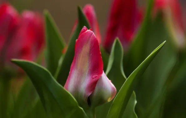 Картинка листья, размытость, тюльпаны, бутоны