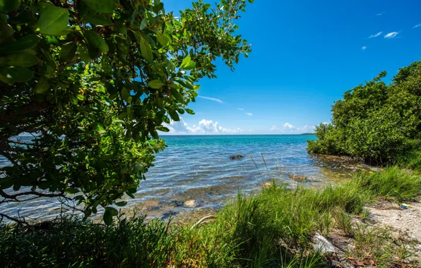 Море, зелень, небо, трава, солнце, облака, деревья, берег