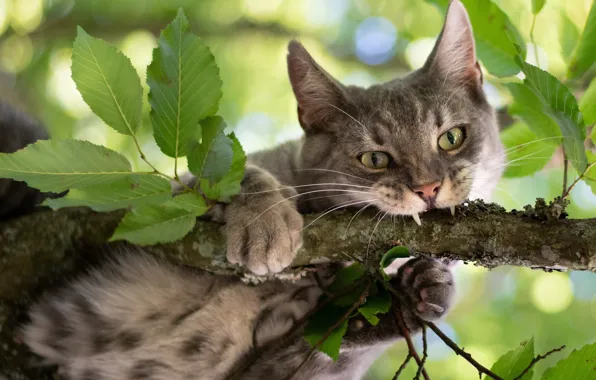 Кошка, кот, взгляд, листья, ветка, на дереве, котэ