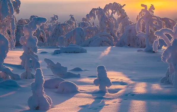 Зима, снег, деревья, сугробы, Финляндия, Finland, Lapland, Лапландия