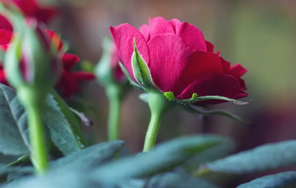 Картинка листья, цветы, красный, фон, розы, размытие, бутоны, алая