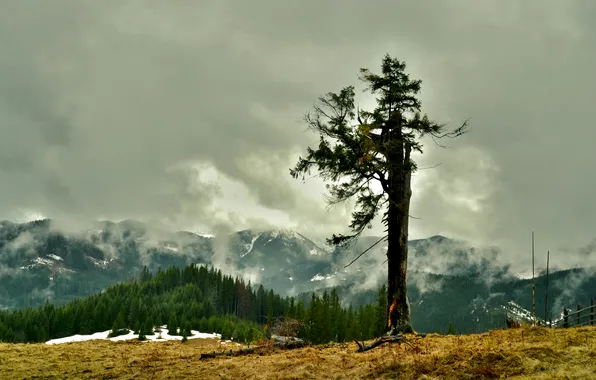 Картинка лес, снег, горы, туман, дерево, ёлки