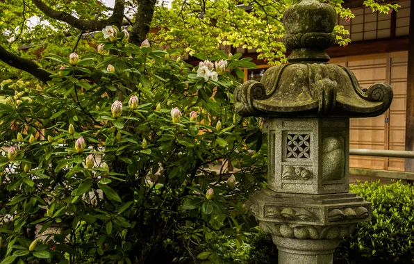 Зелень, листья, цветы, япония, куст, сад, фонарь, каменный