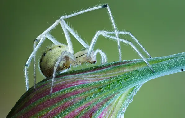 Картинка spider, white, legs, eyes, fang, mandibles