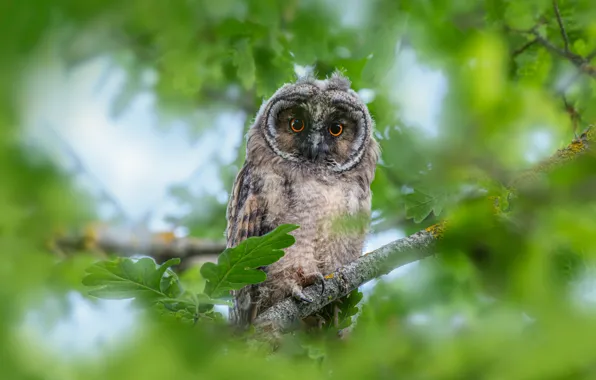 Животные, природа, фон, сова, птица, обои, wallpaper, animals