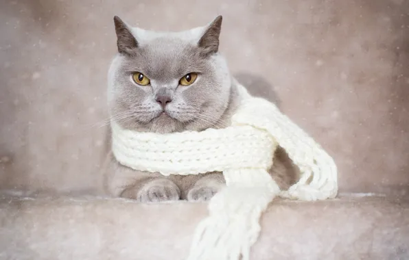 Кот, взгляд, фон, портрет, шарф, Британская короткошёрстная кошка