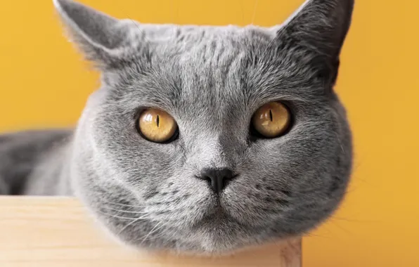 Кошка, кот, желтый фон, британский