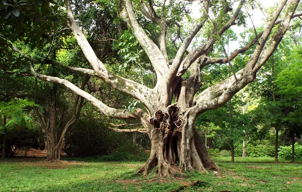 Brazil, Sao Paulo, Ibirapuera Park, Moreton Bay Fig Tree (Ficus macrophylla)