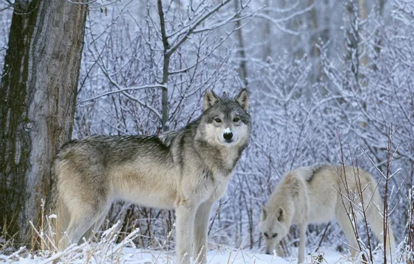 Картинка зима, взгляд, снег, Волк, волки