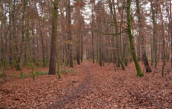 Картинка Осень, Лес, Тропа, Fall, Листва, Autumn, Forest, Листопад