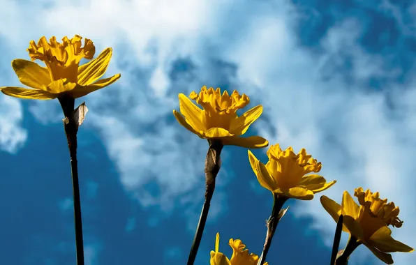 Картинка цветы, желтый, весна, нарциссы, Narcissus, daffodils