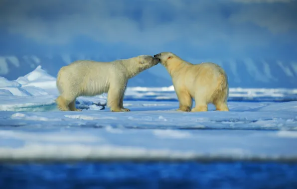 Картинка снег, льды, пара, белые медведи, Арктика