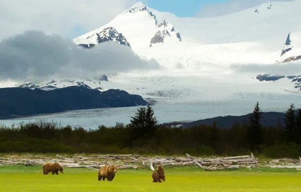 Картинка пейзаж, горы, медведи, Аляска, Alaska, гризли, Grizzly Bears
