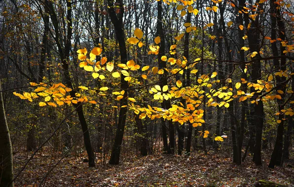 Картинка деревья, Осень, Лес, Листья, Fall, Листва, Autumn, Forest