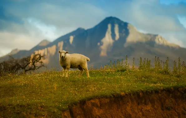 Картинка небо, трава, горы, овца