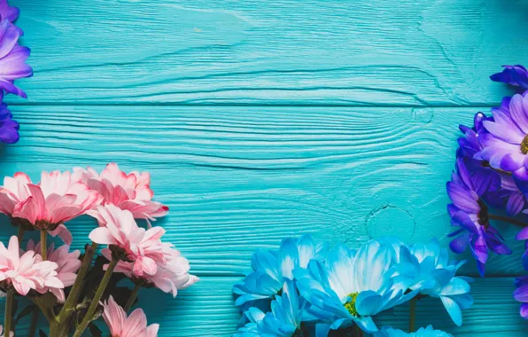 Цветы, весна, colorful, доска, хризантемы, wood, blue, flowers