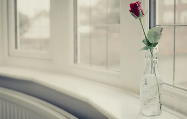 Картинка цветы, фон, роза, ваза