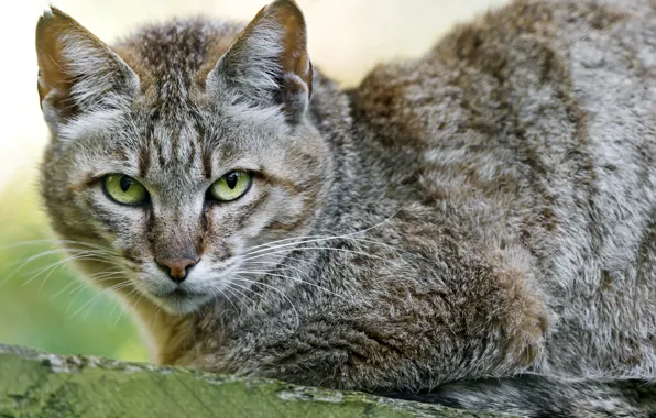 Кот, портрет, дикий