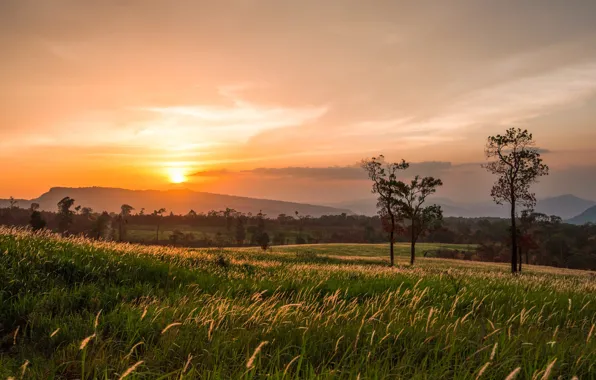 Картинка поле, лето, небо, деревья, закат, вечер, колоски, простор