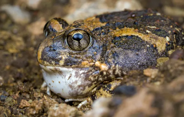Tremelo Sand Frog, Обычная песчаная лягушка, Tomopterna cryptotis