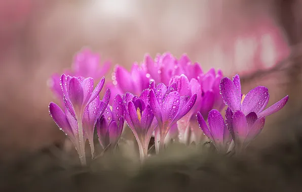 Капли, цветы, весна, крокусы, розовые