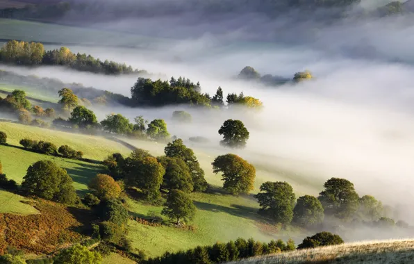 Картинка деревья, природа, туман, утро, долина, nature